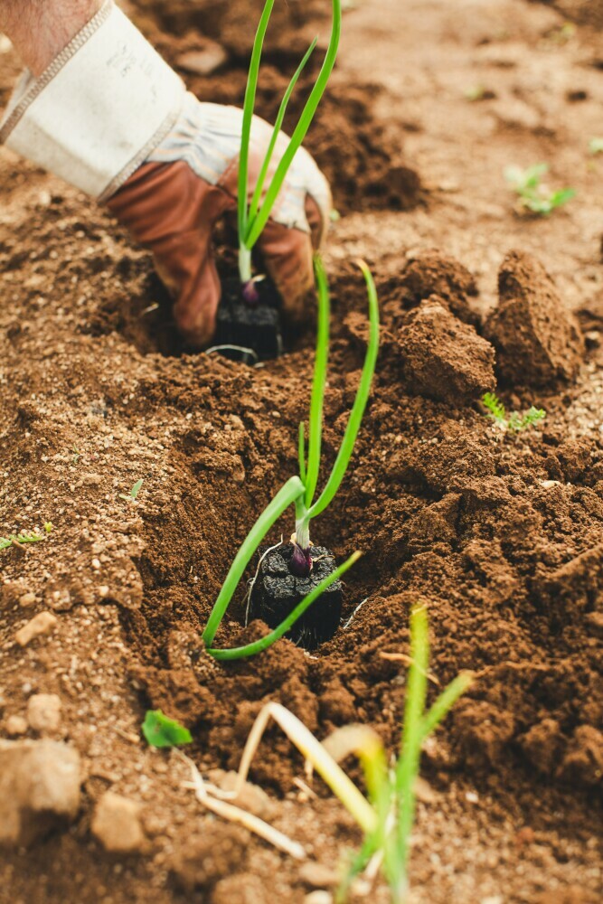 Man planting