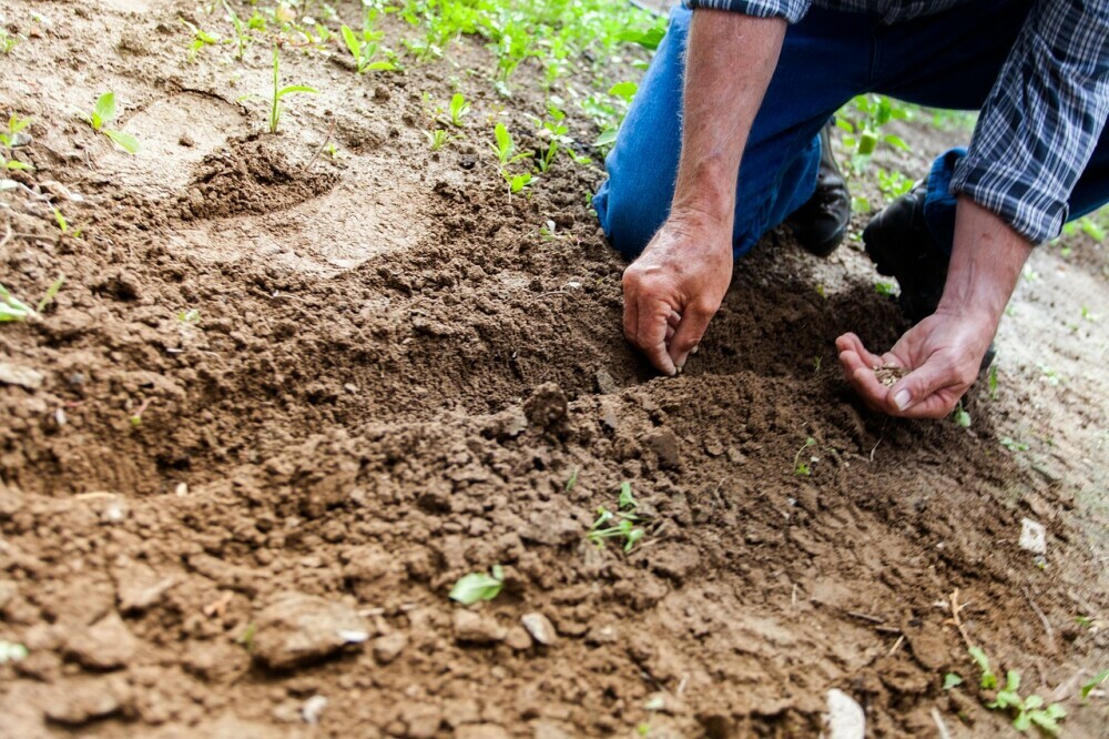 Community-Supported Agriculture