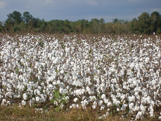 Organic cotton fields, cotton is used to create organic cotton yoga wear