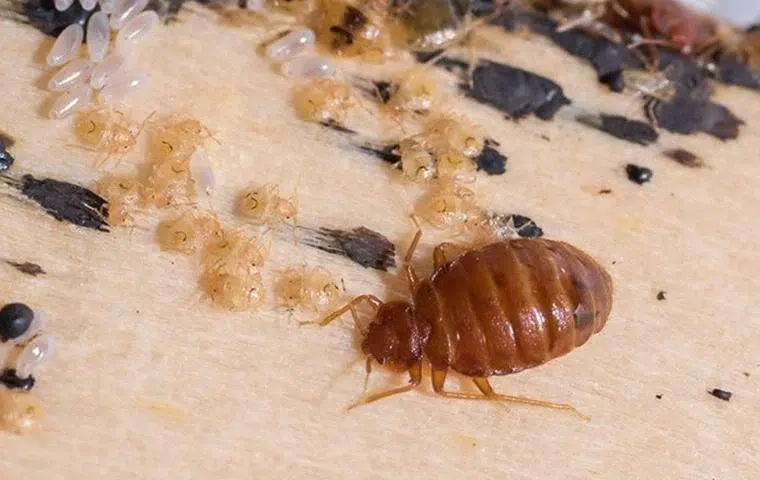 get rid of bed bug from your mattress by getting rid of bed bug from your whole house